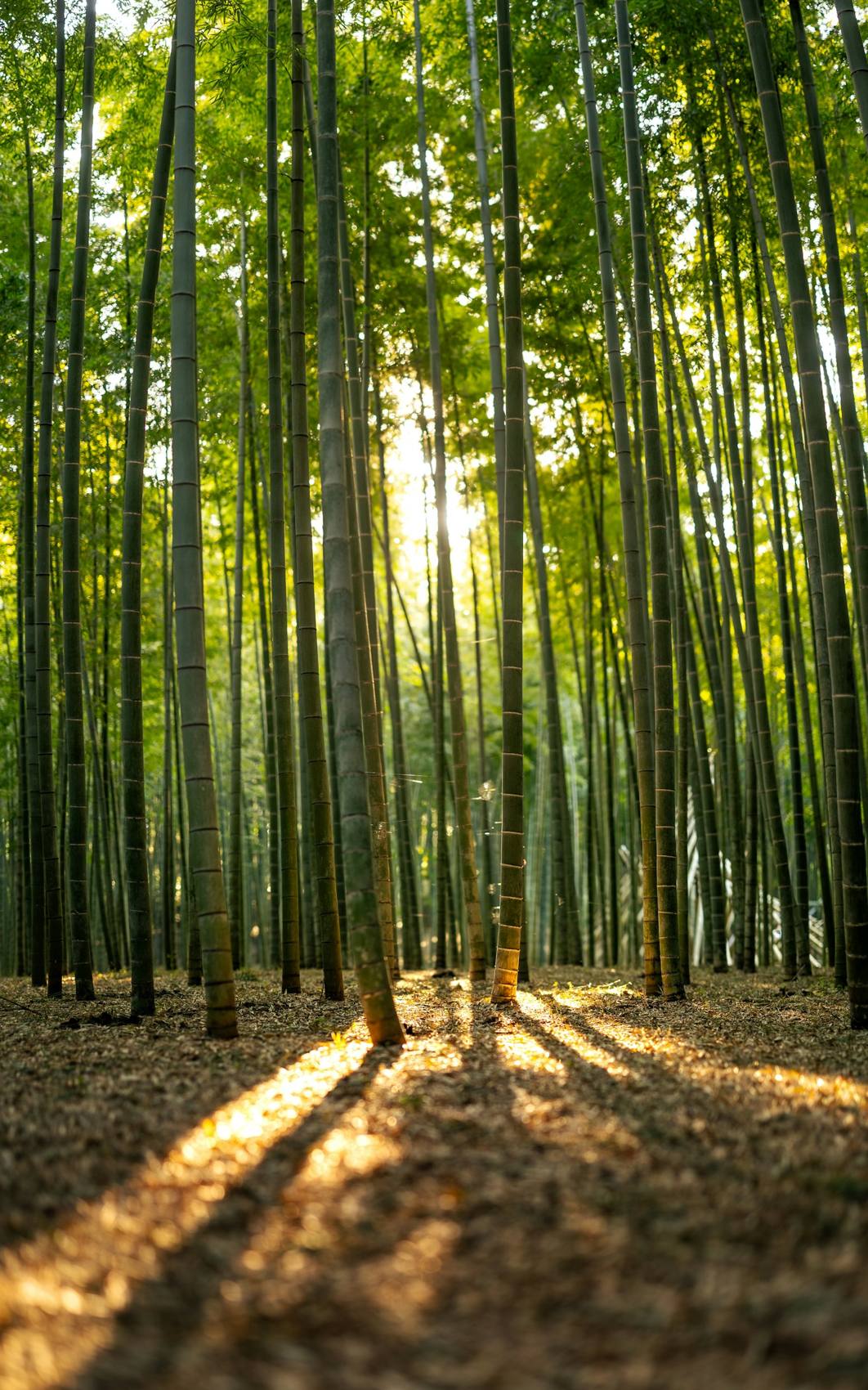 Bamboo grove at golden hour